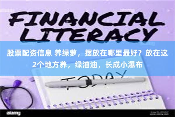 股票配资信息 养绿萝，摆放在哪里最好？放在这2个地方养，绿油油，长成小瀑布